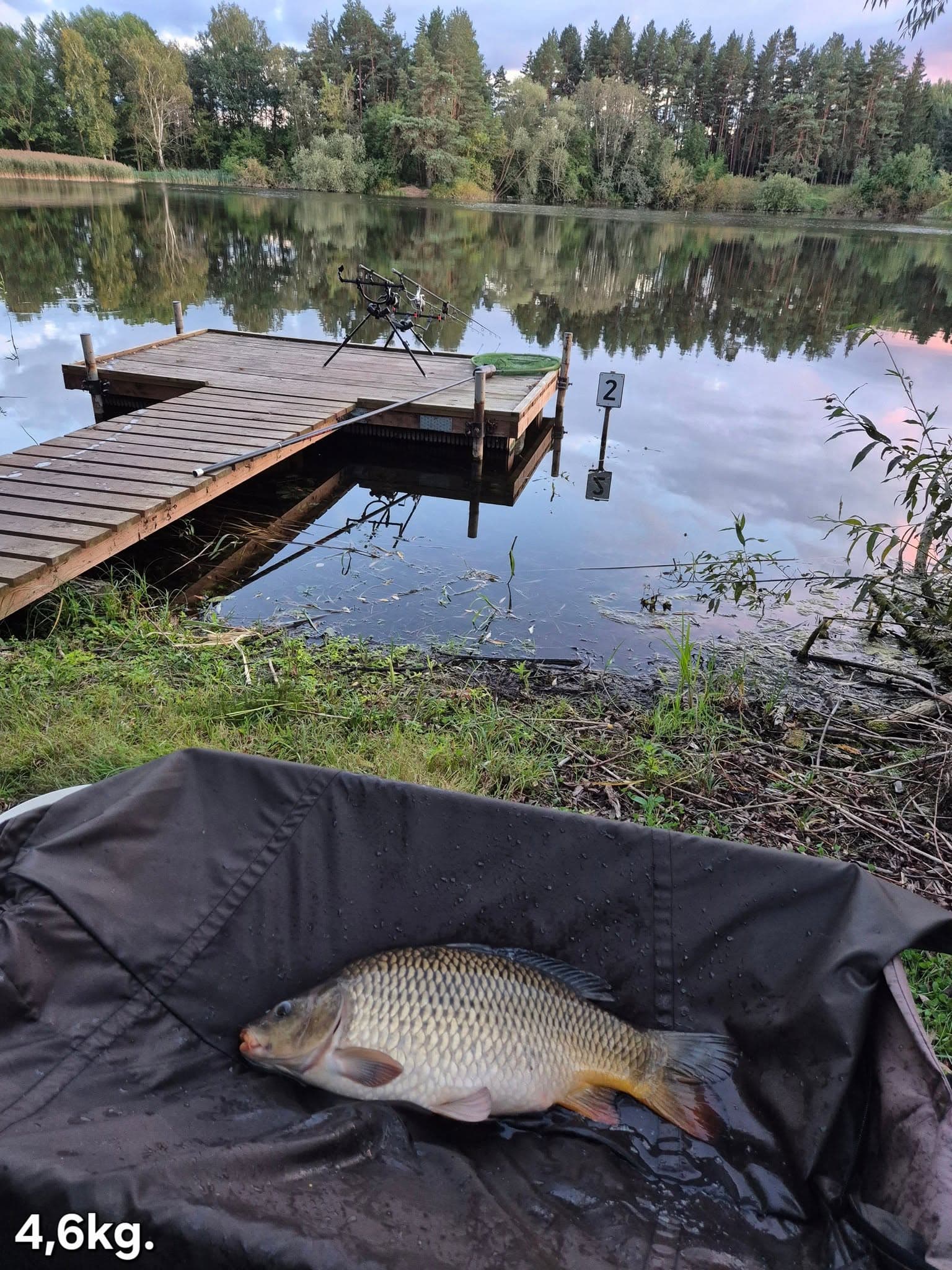 Karpis, 4.6 kg – Žvejys